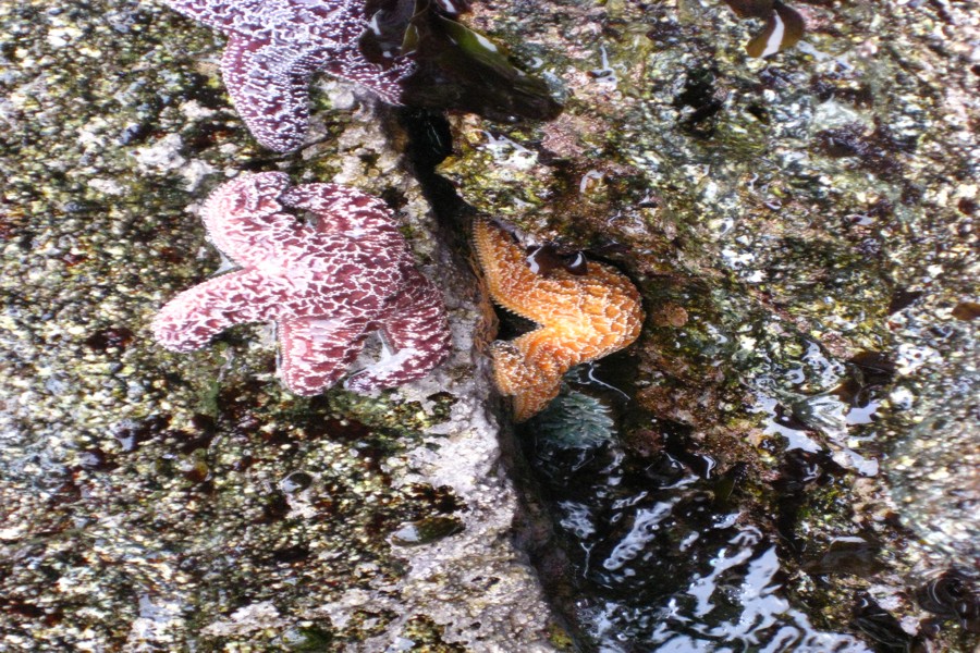 ../image/hostel tide pool 4.jpg